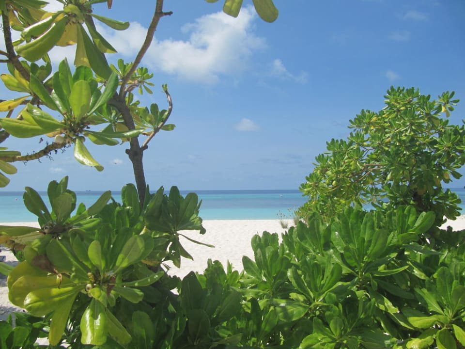 Vegetation am Strand Kuredu Island Resort & Spa