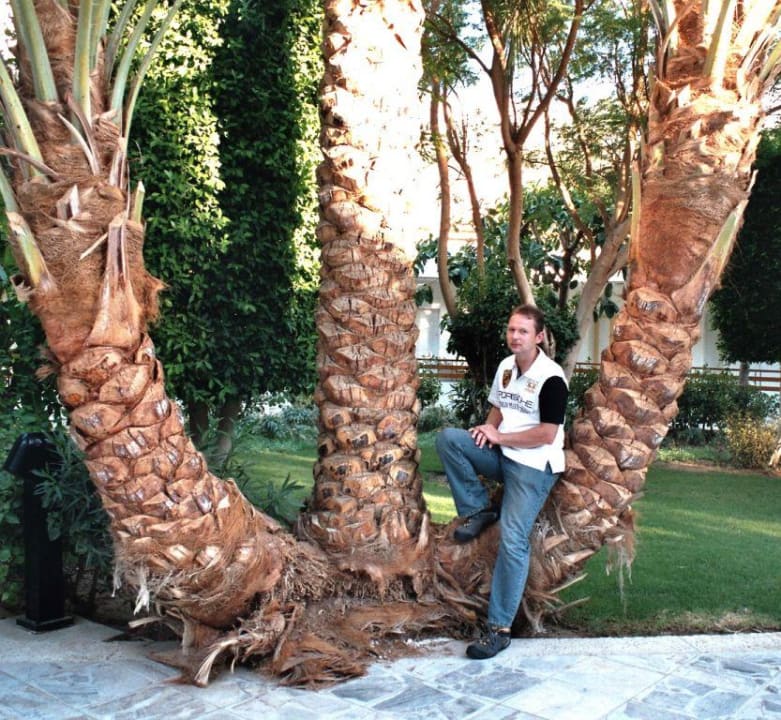 Palme im Grand Hotel The Grand Hotel Hurghada