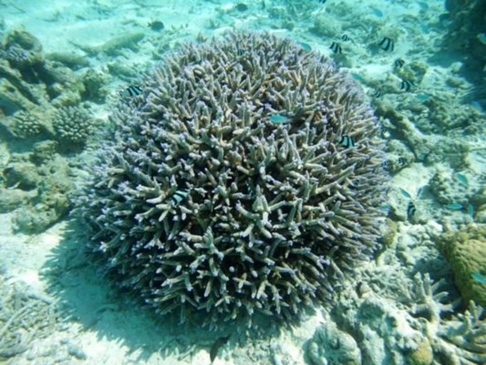 Unterwasser Eri Maldives