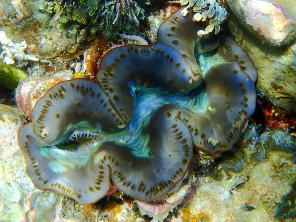Mördermuschel  ROBINSON MALDIVES