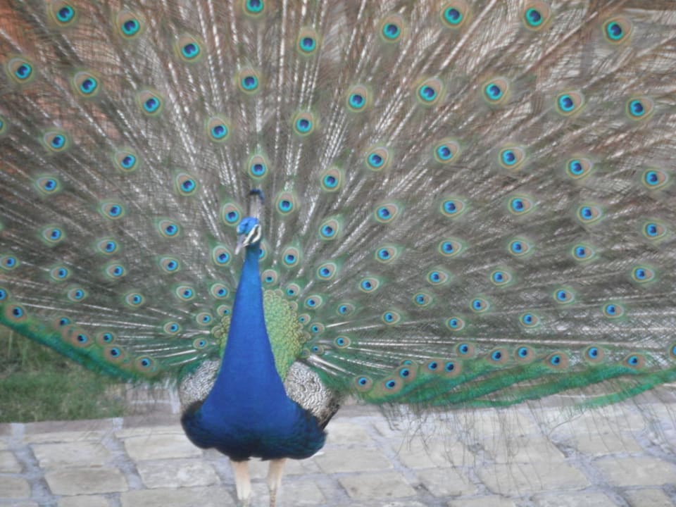 Pfau Villas Bavaro Resort & Spa