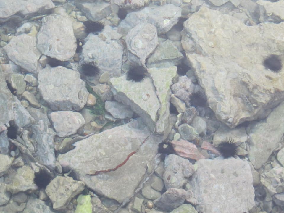 Hotelstrand Hotel Venus Beach