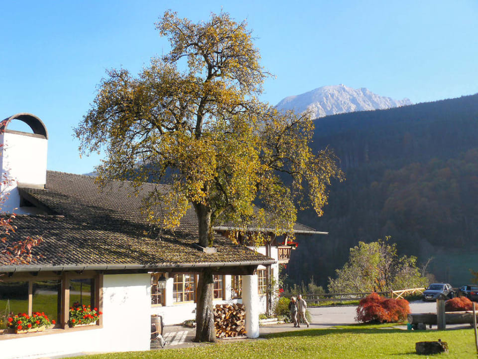 Umsorgter Birnbaum im Vordach Berghotel Rehlegg