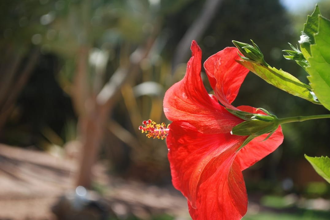 Ogrod Hotel Nubian Village