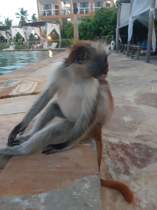 Pool Reef & Beach Resort