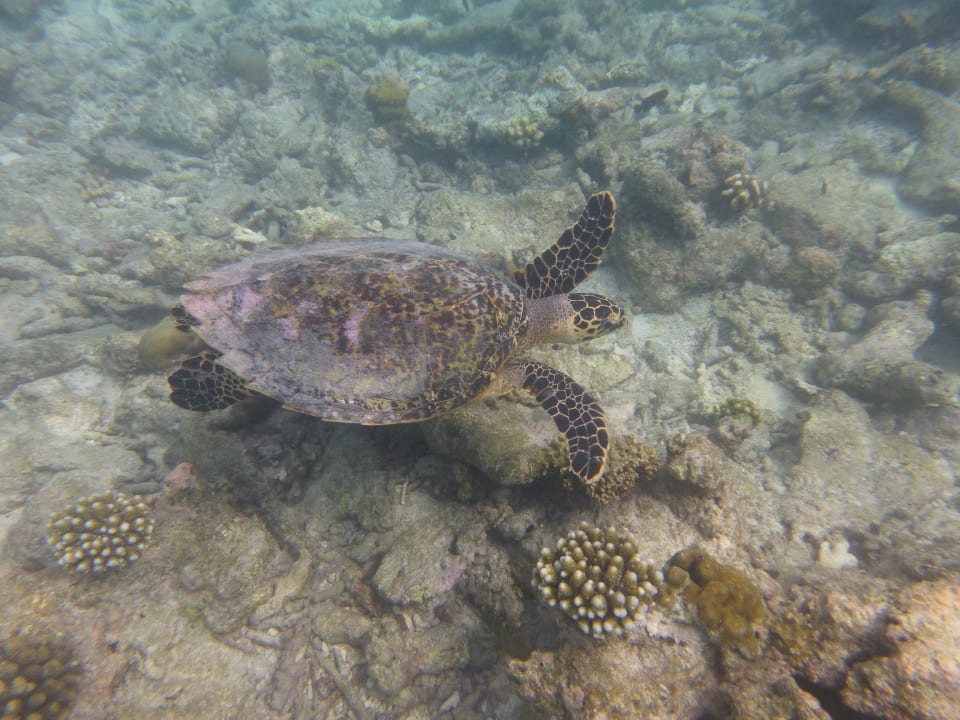 Beim schnorcheln am Riff Kuramathi Maldives