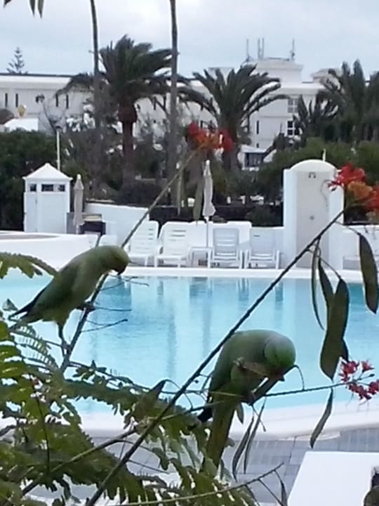 Pappagalli in piscina Relaxia Olivina