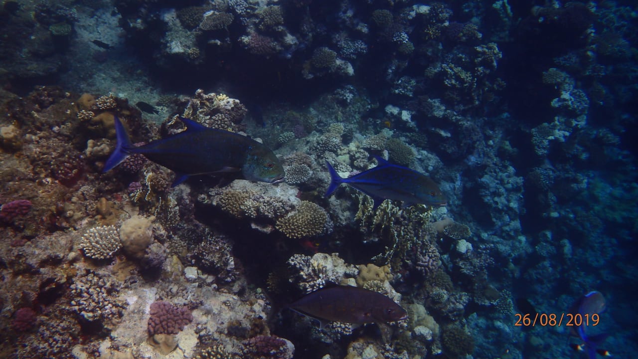 Sport & Freizeit Three Corners Sea Beach Resort