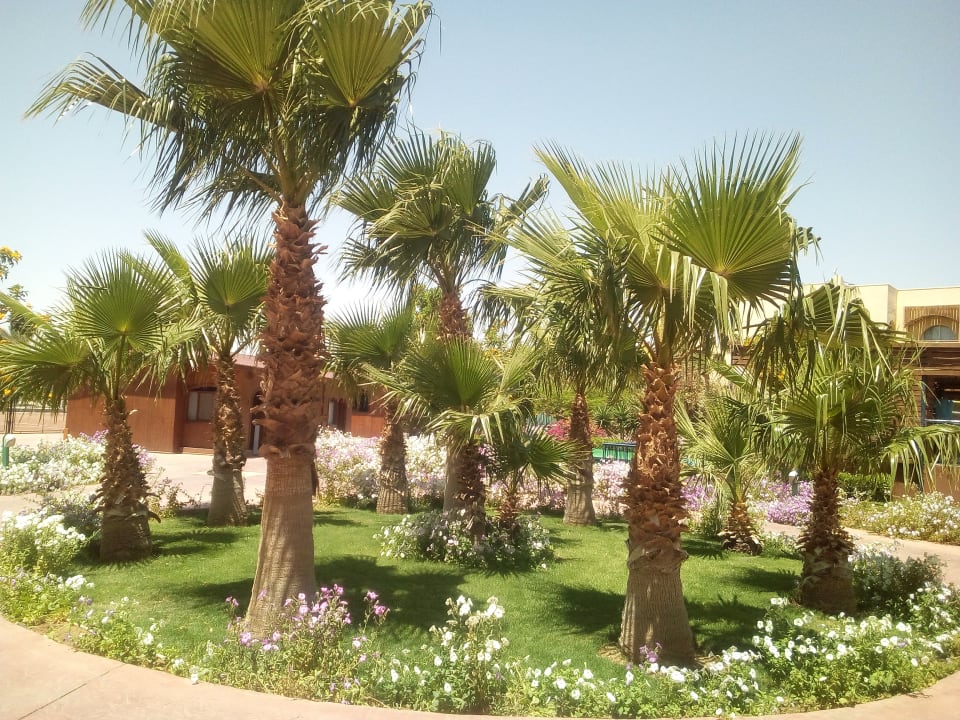 Gartenanlage Desert Rose