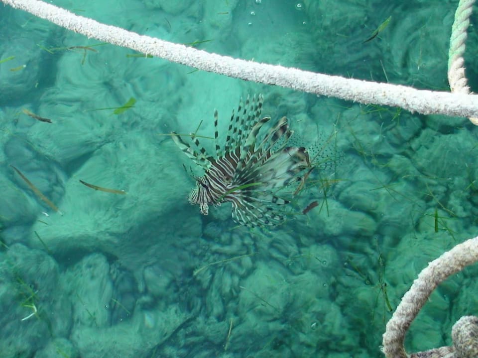 Feuerfisch am Jetty Kuredu Island Kuredu Island Resort & Spa