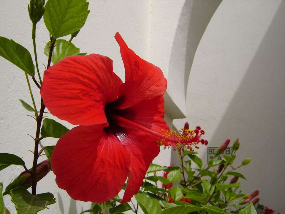 hibiscus  Ruspina Beach Resort