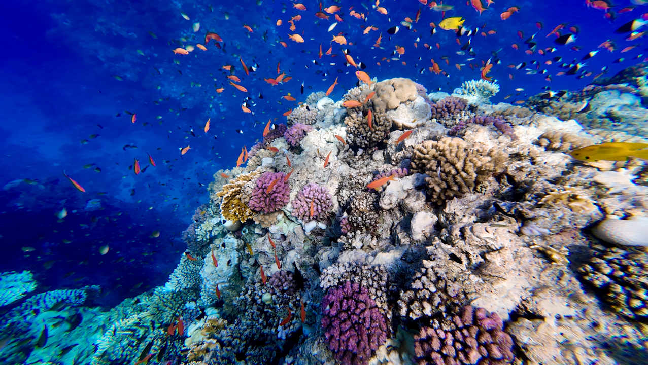 Sonstiges Coral Sun Beach