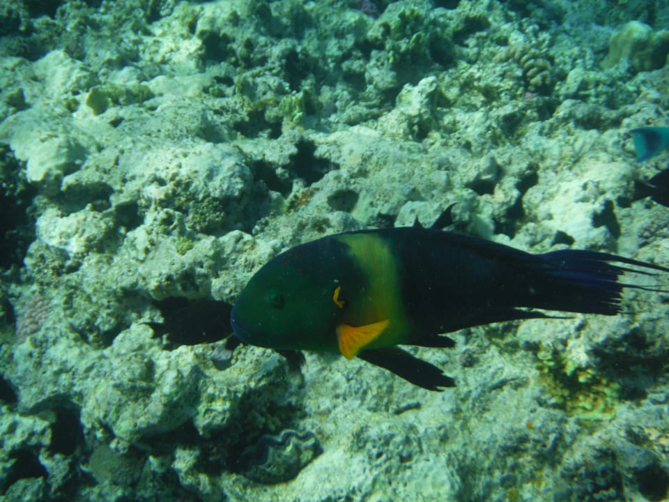 Strand Makadi Palace