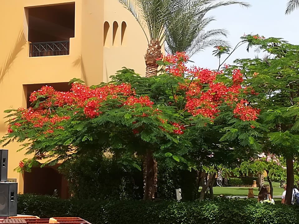 Gartenanlage Stella Beach Resort & Spa Makadi Bay