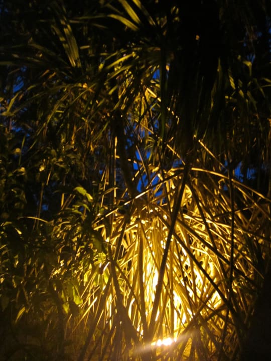 Auch Wurzeln können schön sein Kuramathi Maldives