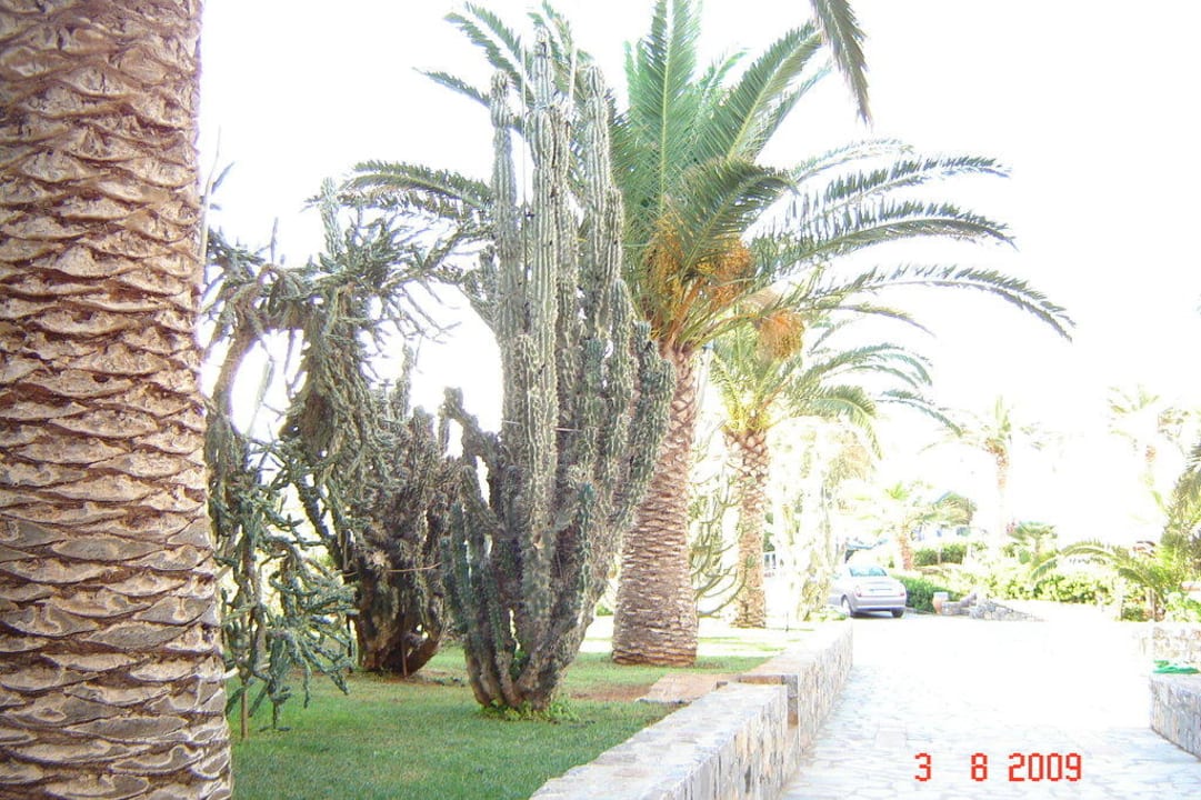 Grüne Anlage allsun Hotel Malia Beach