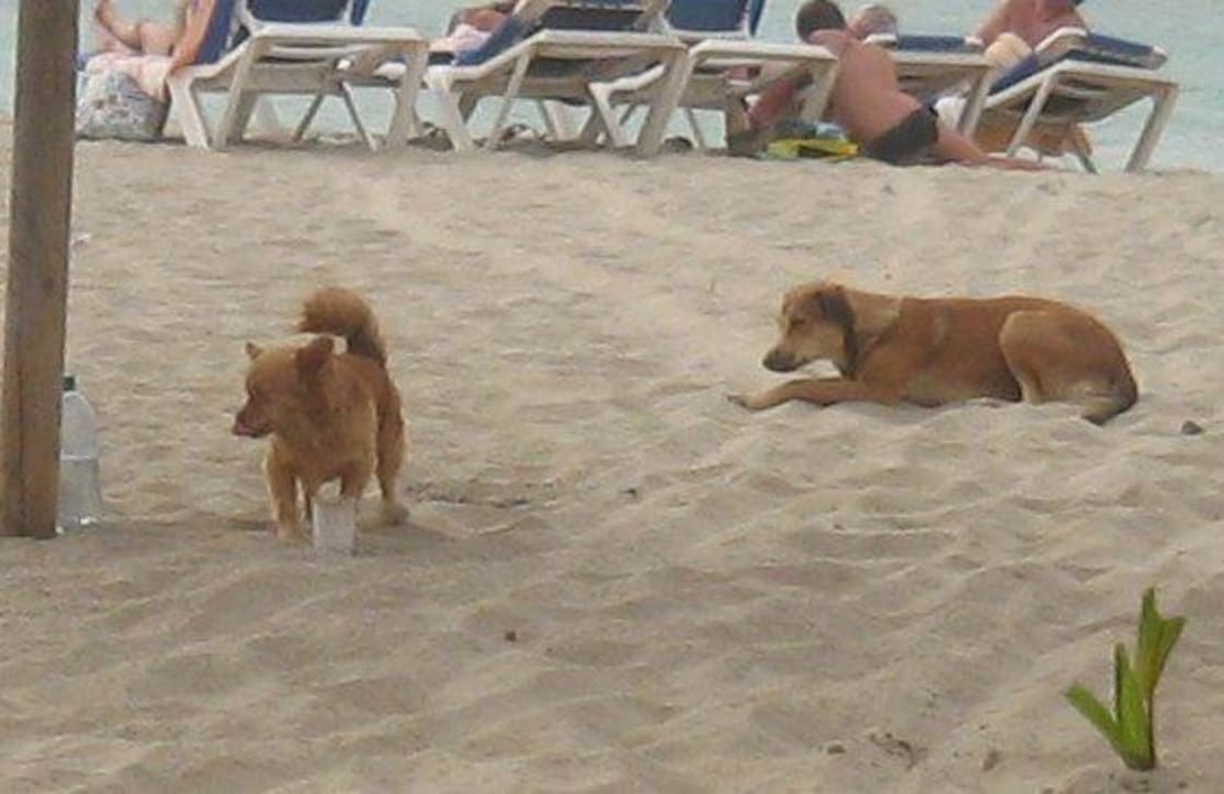 Zecken, Flöhe, Würmer und diverse Parasiten Hotel Riu Karamboa