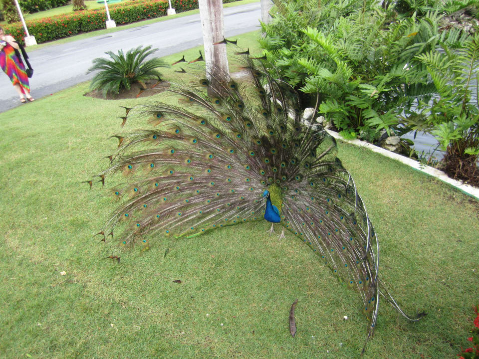 Auf dem Weg zum Essen Hotel Grand Palladium Palace Resort, Spa & Casino