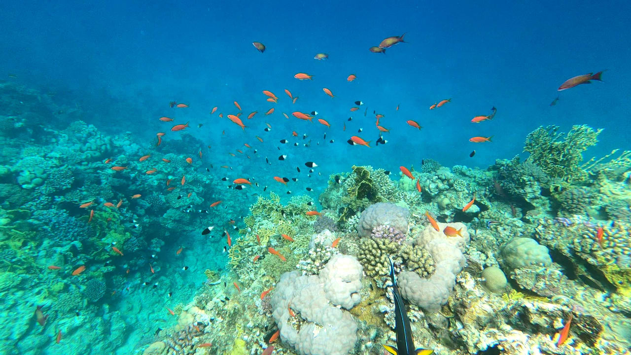 Strand Steigenberger Coraya Beach - Adults only