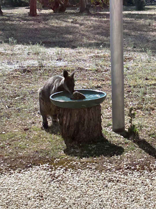 Gartenanlage Hotel Boroka Downs