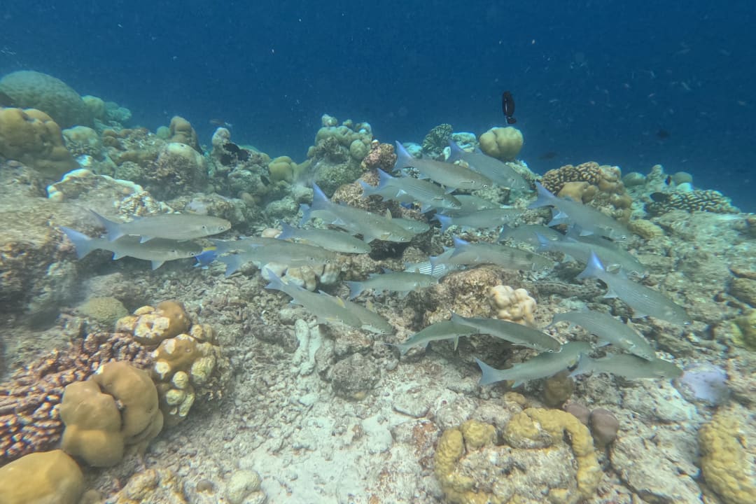 Sport & Freizeit Sun Siyam Vilu Reef