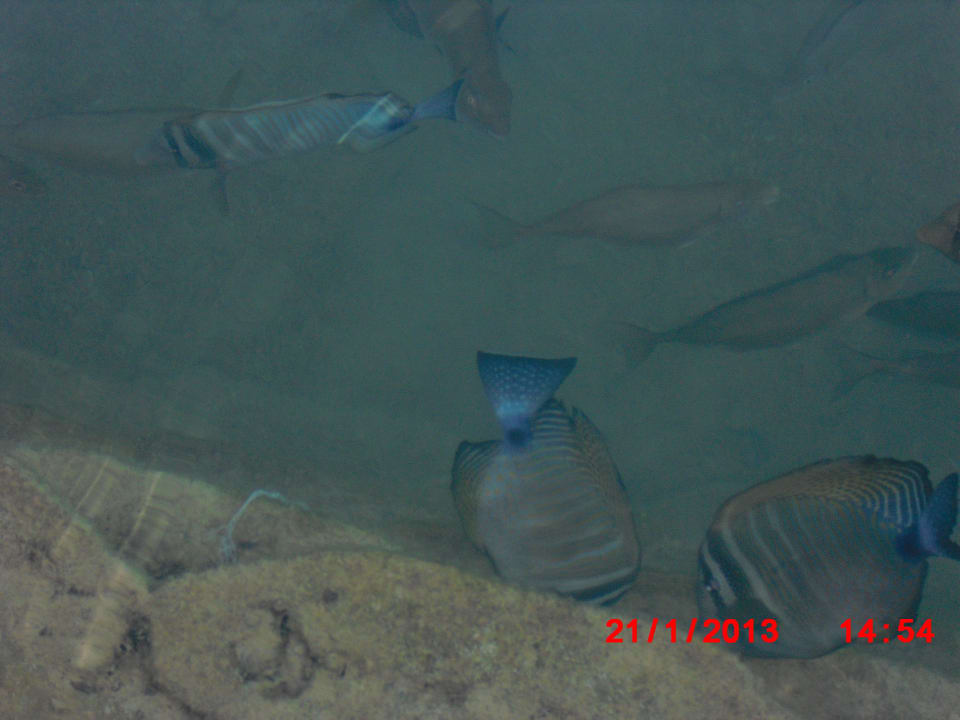 Meerwasserlagune Pickalbatros Dana Beach Resort - Hurghada