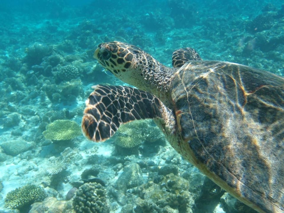 Schnorchentrip Summer Island Maldives