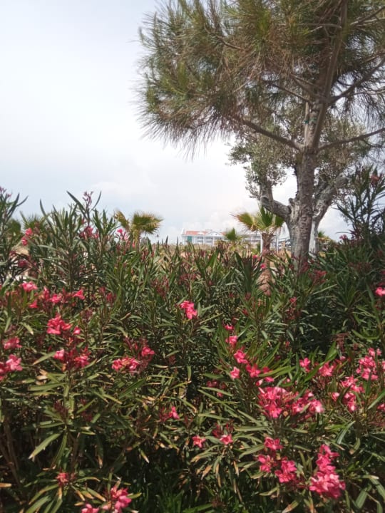 Gartenanlage Roma Beach Resort & Spa 16+ Adult Only