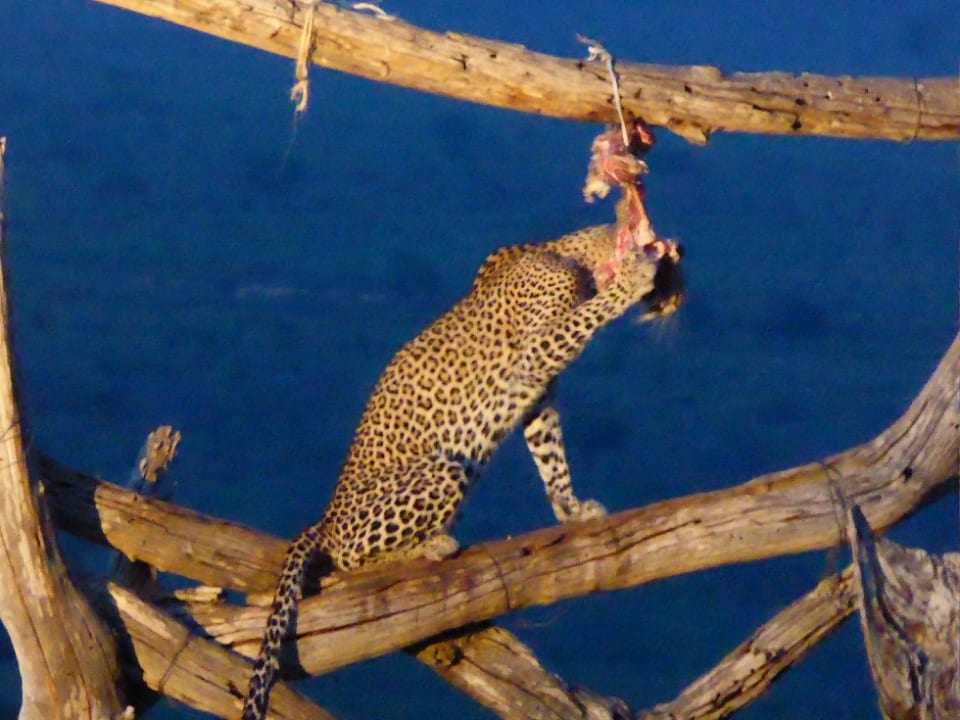 Ausblick Ngulia Safari Lodge