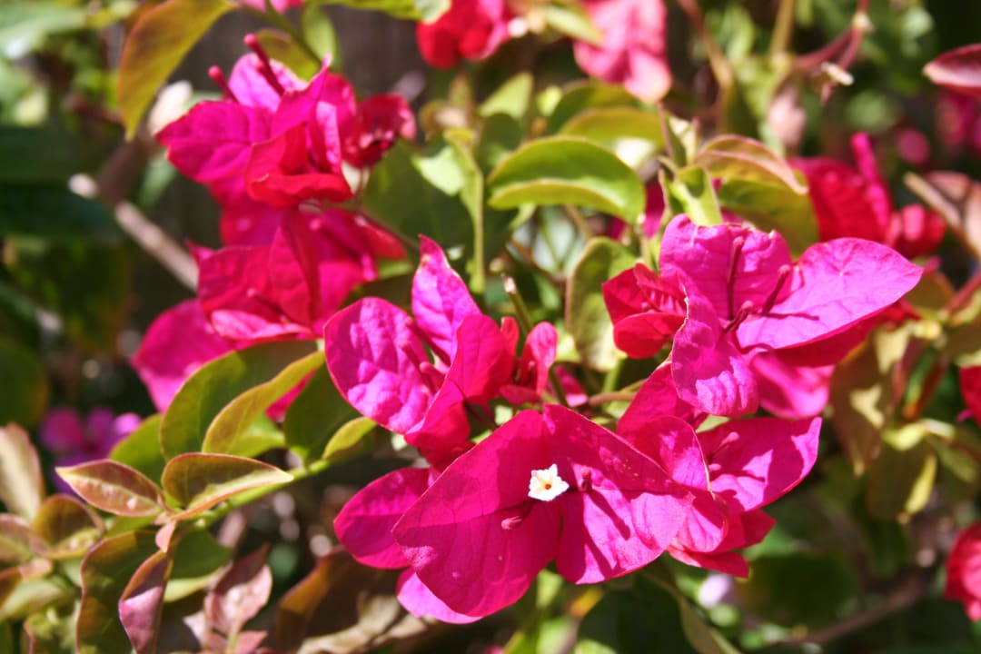 Fleurs du jardin Premier Le Reve Hotel & Spa