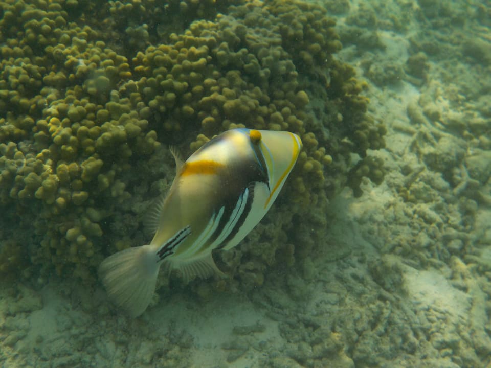 Sport & Freizeit Adaaran Select Hudhuran Fushi - Premium All Inclusive