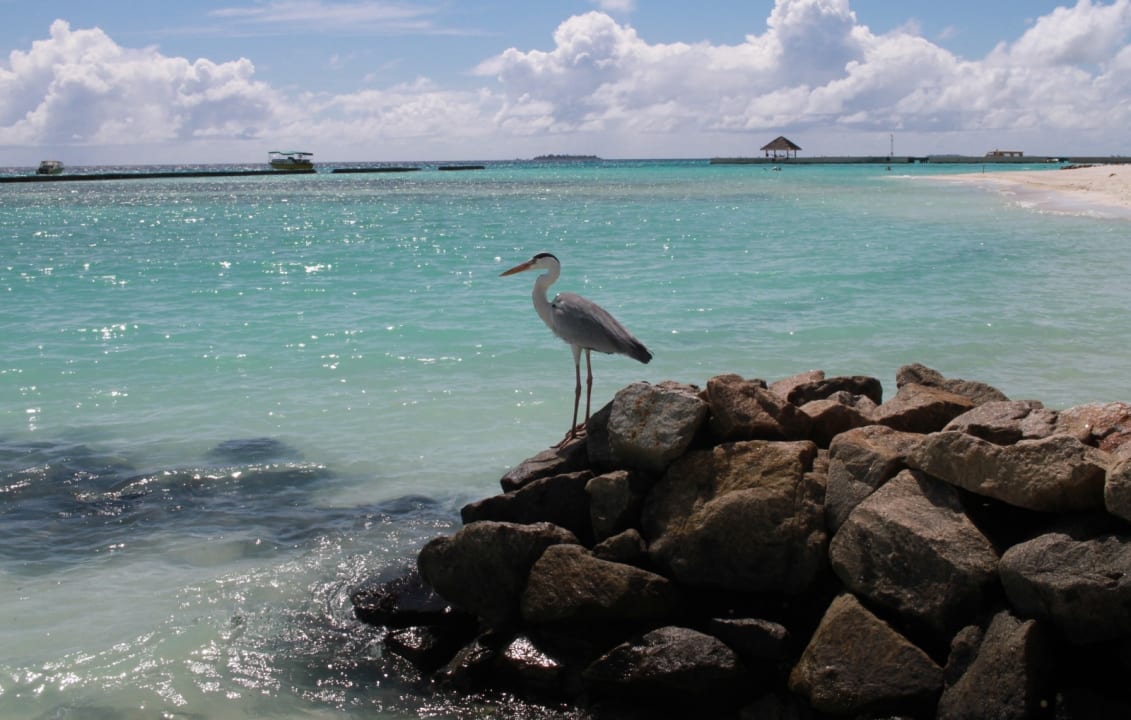 Strand Summer Island Maldives