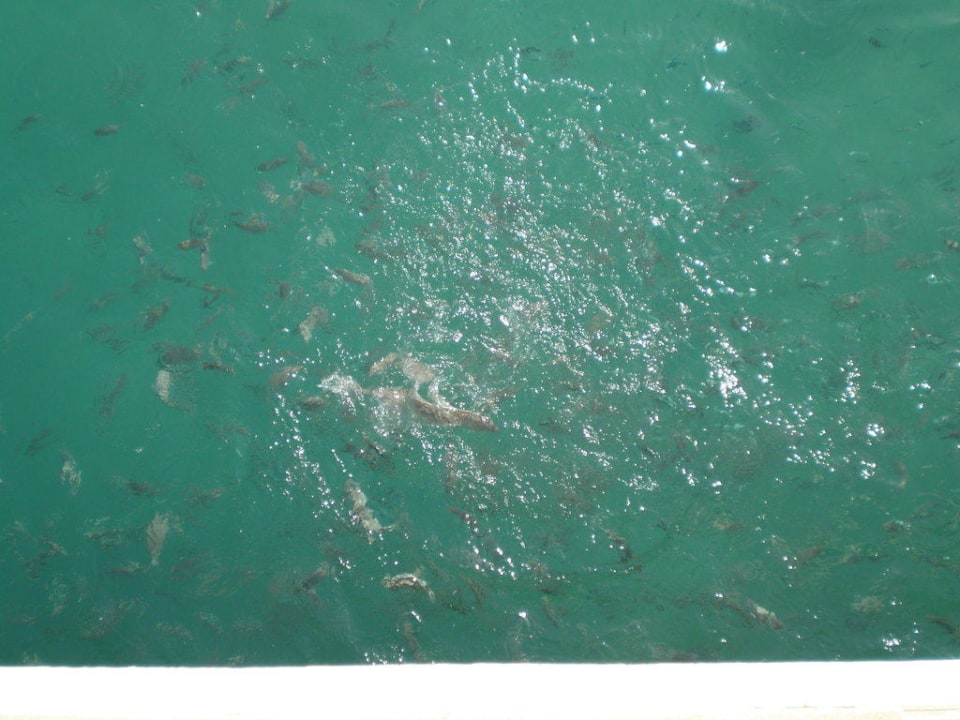 Fische am Pier Siva Grand Beach
