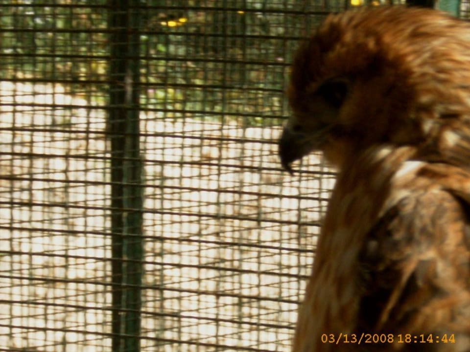 Der Raubvogel im Streichelzoo Hotel Sangho Club Zarzis
