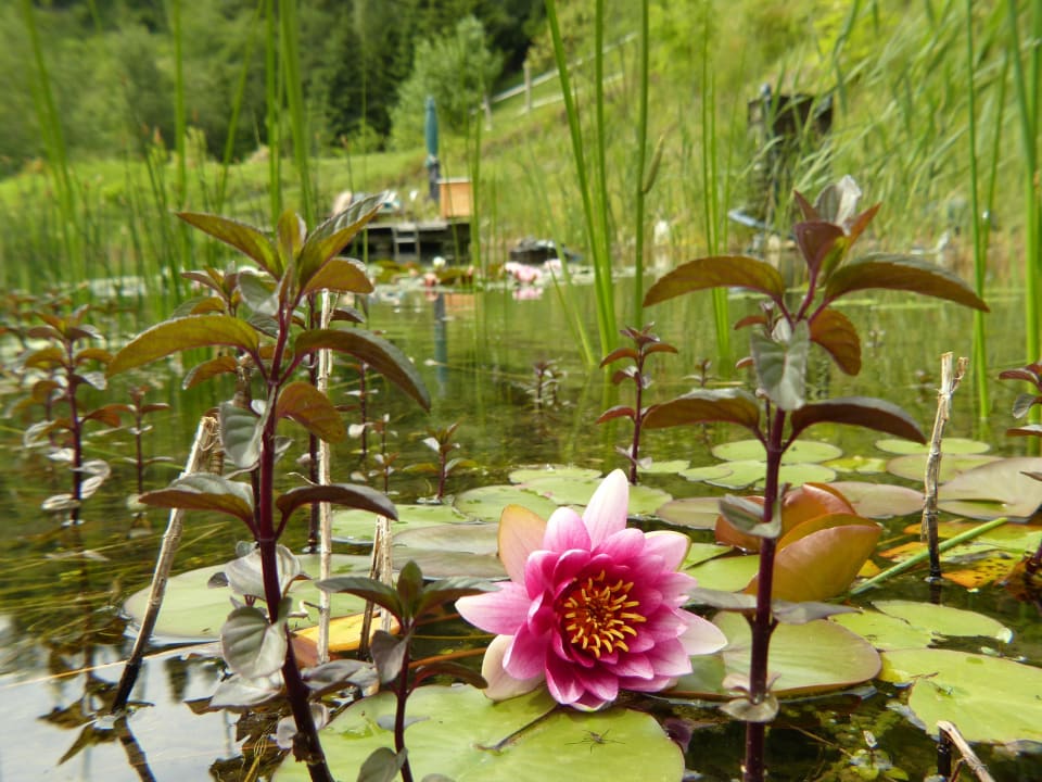 Schwimmteich LUXGUT - OLIVIA
