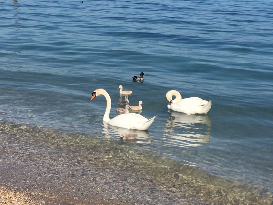 Strand Campeggio del Garda