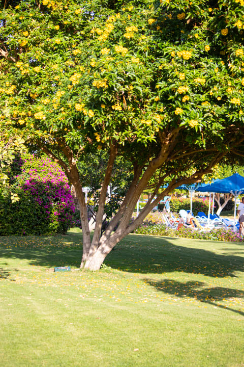 Gartenanlage Desert Rose