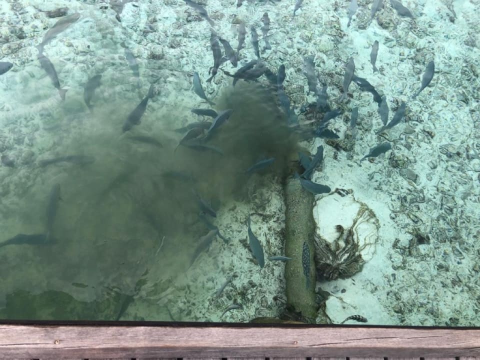 Ausblick Embudu Village