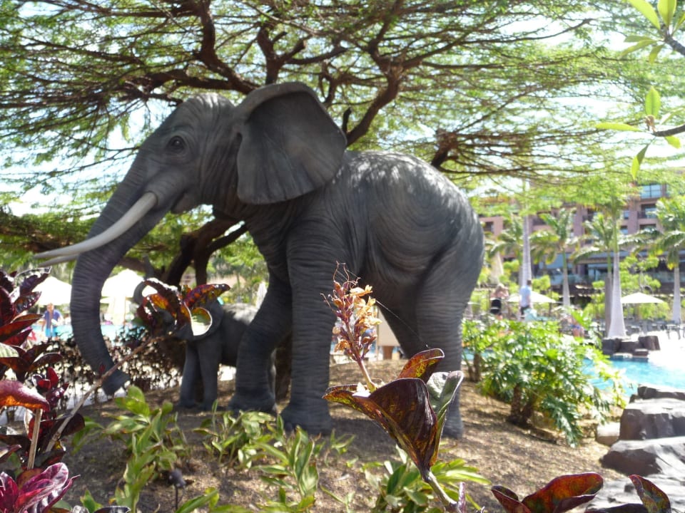 Afrika? Lopesan Baobab Resort