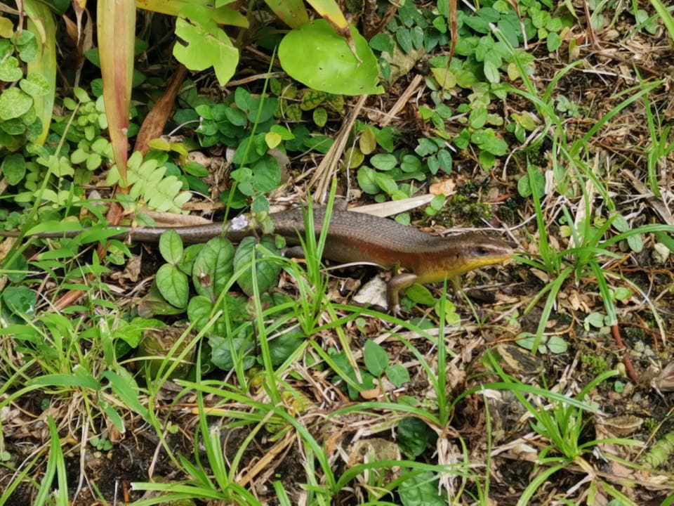 Gartenanlage Santiburi Koh Samui