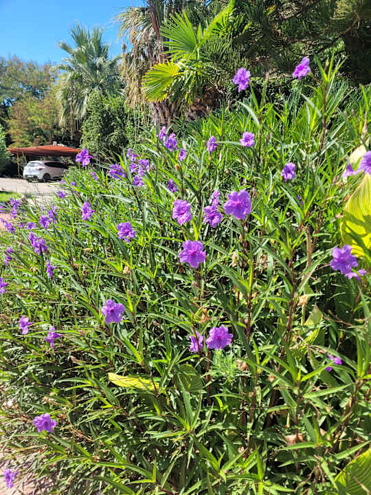 Gartenanlage Sunis Elita Beach Resort & Spa