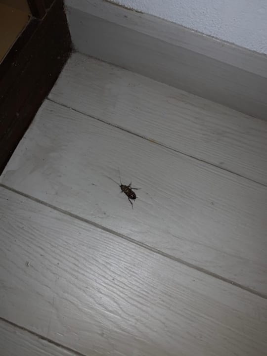 Zimmer Kihaa Maldives