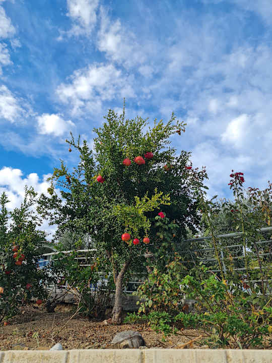 Gartenanlage Akrathos Beach Hotel
