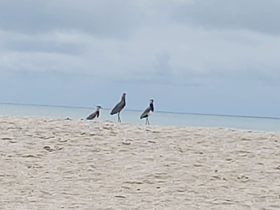 Strand Grand Decameron Panama, A Trademark All Inclusive Resort