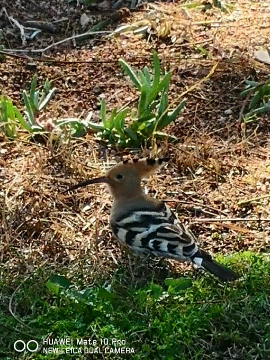 Gartenanlage Parrotel Beach Resort