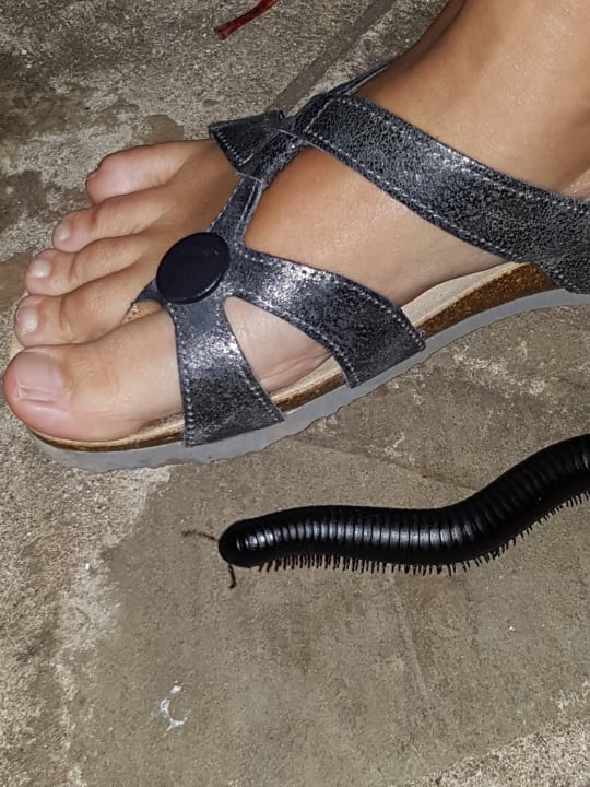 Gartenanlage Hotel Southern Palms Beach Resort