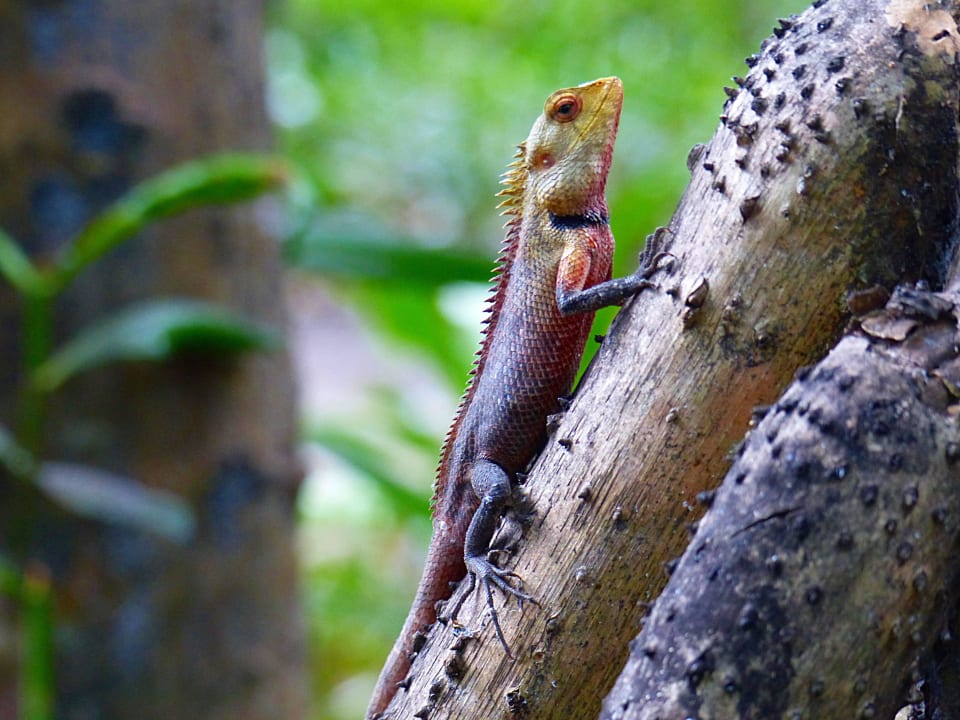 Ein netter Gartenbewohner NH Collection Maldives Reethi Resort