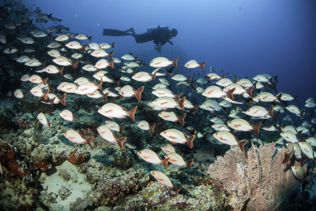 Sport & Freizeit Machchafushi Island Resort & Spa Maldives, The Centara Collection