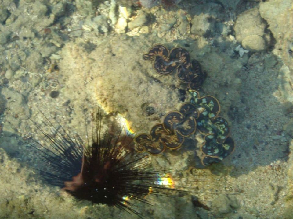 Seeigel & Co Charmillion Sea Life Resort
