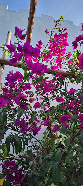 Gartenanlage Zanzibar Bay Resort & Spa